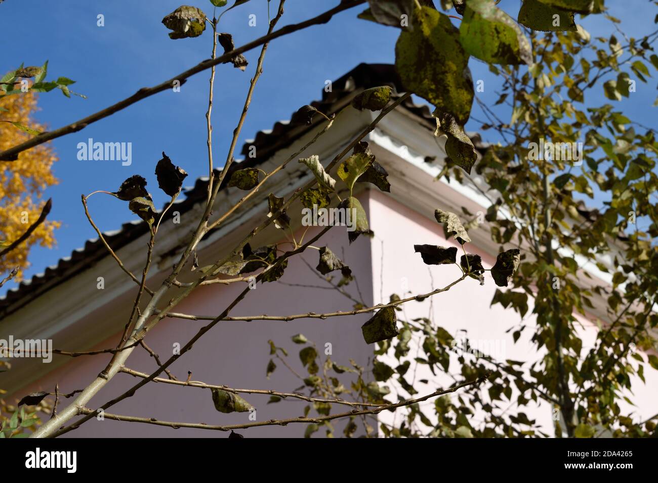 Angolo di Pink Apartment Building oscurato dal Foliage Autunno (Angarsk, Russia) Foto Stock