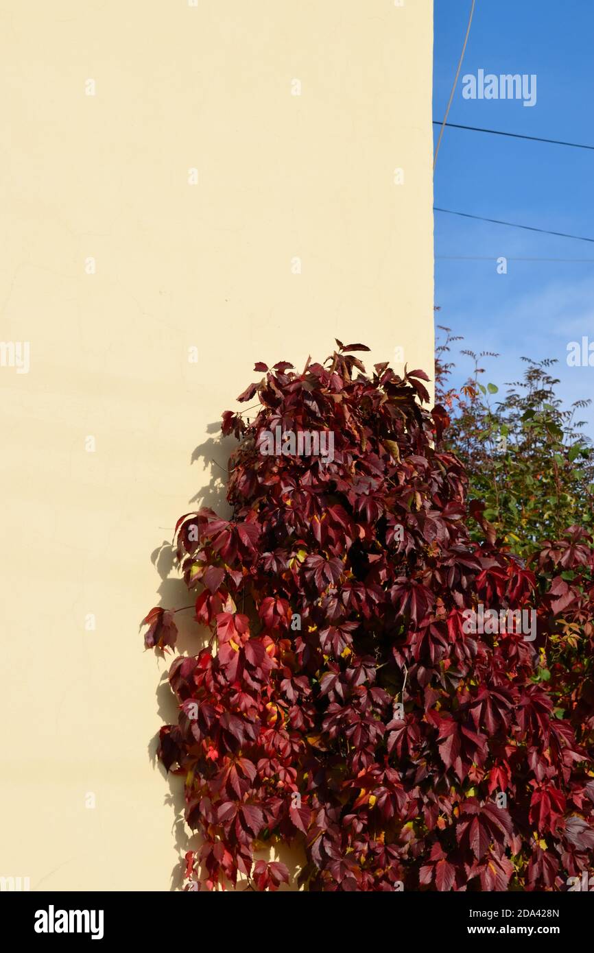 Parete gialla, Red Bush e Blue Sky Foto Stock