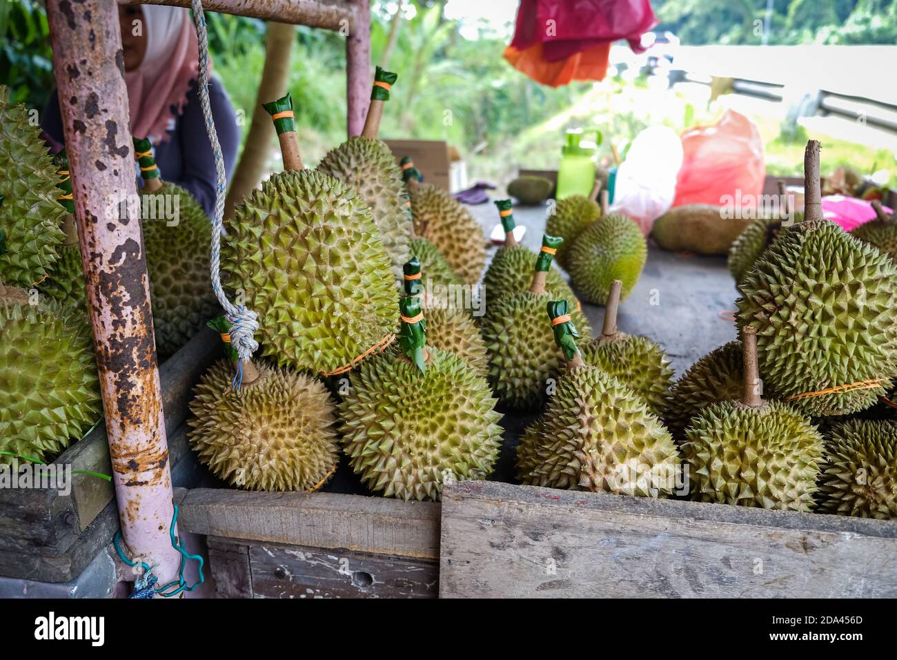 Colpo chiuso del re di Musang durian, conosciuto anche con il suo nome originale Raja Kunyit, ha una carne gialla profonda, punte larghe e smussate, un divario tra Th Foto Stock