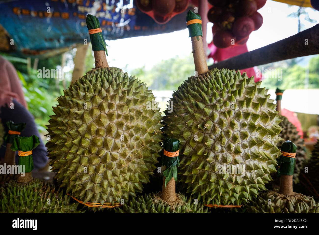 Colpo chiuso del re di Musang durian, conosciuto anche con il suo nome originale Raja Kunyit, ha una carne gialla profonda, punte larghe e smussate, un divario tra Th Foto Stock