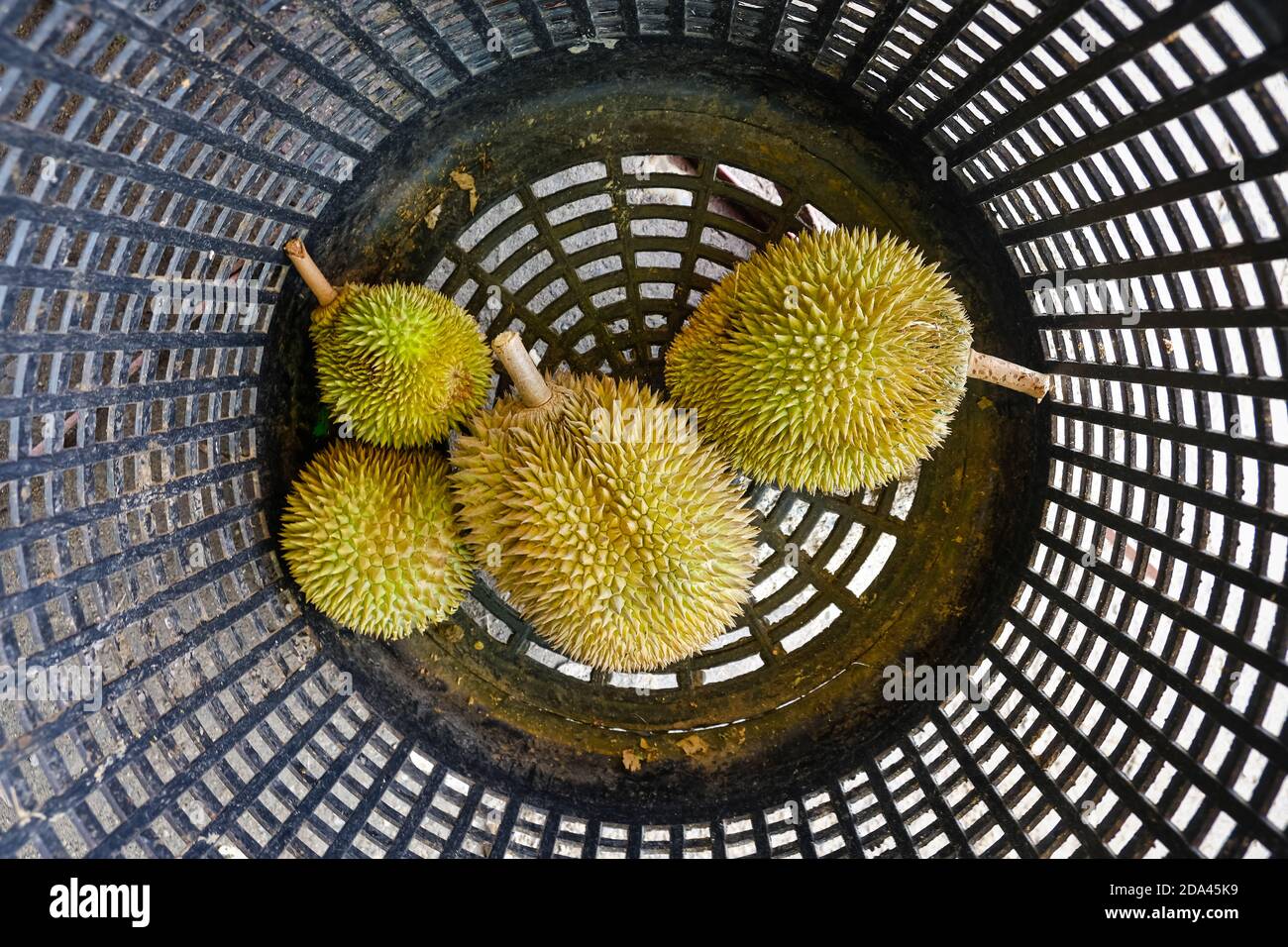 Colpo chiuso del re di Musang durian, conosciuto anche con il suo nome originale Raja Kunyit, ha una carne gialla profonda, punte larghe e smussate, un divario tra Th Foto Stock