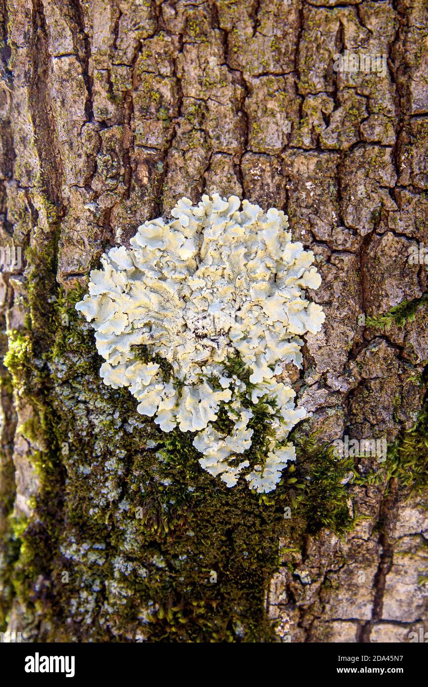 Comune lichene greenshield su uno sfondo di corteccia Foto Stock