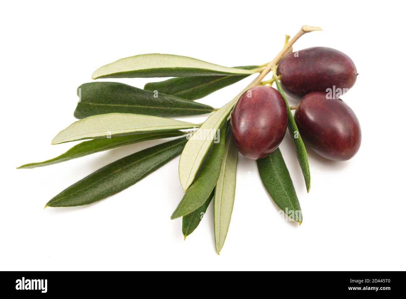 Olio di oliva fresco isolato su sfondo bianco. Foto Stock