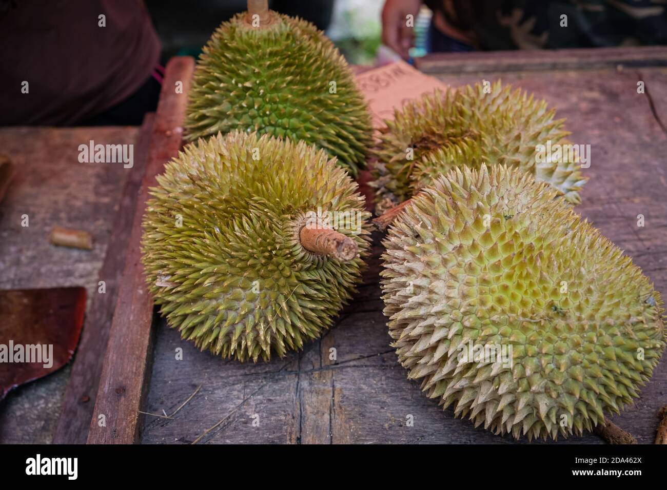 Colpo chiuso del re di Musang durian, conosciuto anche con il suo nome originale Raja Kunyit, ha una carne gialla profonda, punte larghe e smussate, un divario tra Th Foto Stock