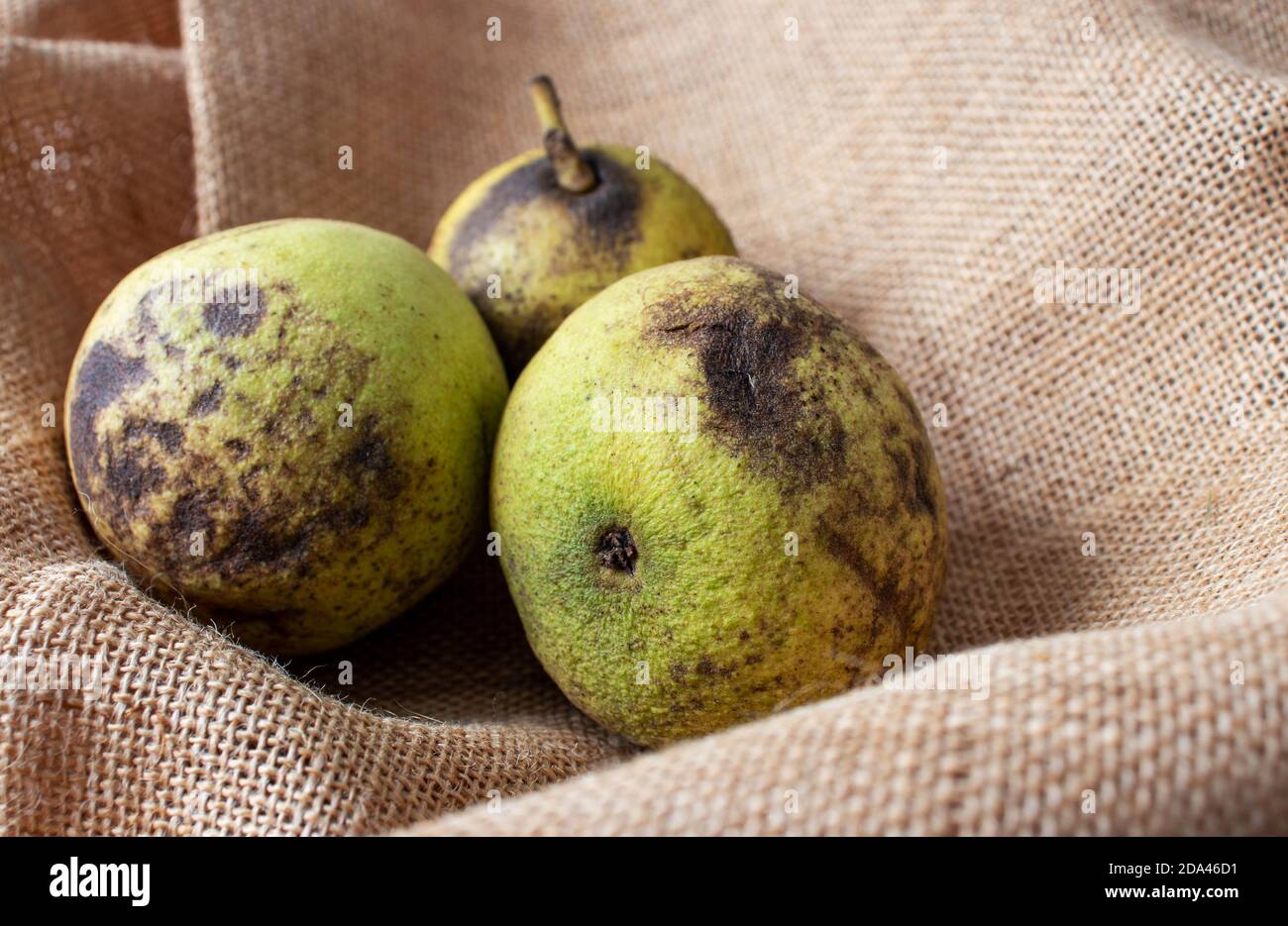 Noce nero americano orientale o nigra juglans fruts sulla tela di iuta ruvida. Foto Stock