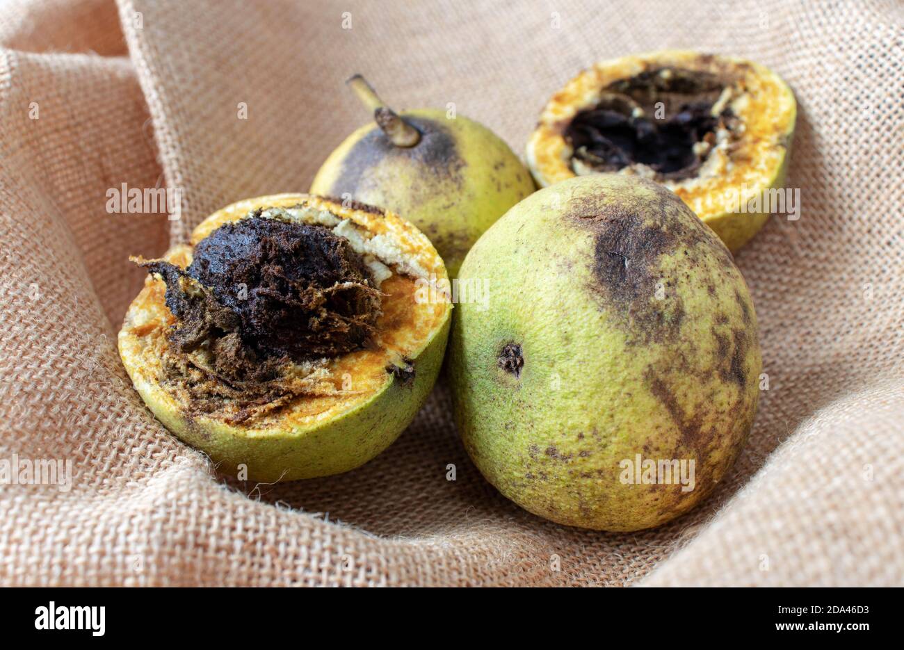 Noce nero americano orientale o Juglans nigra ha aperto fruts sulla tela di iuta ruvida. Foto Stock