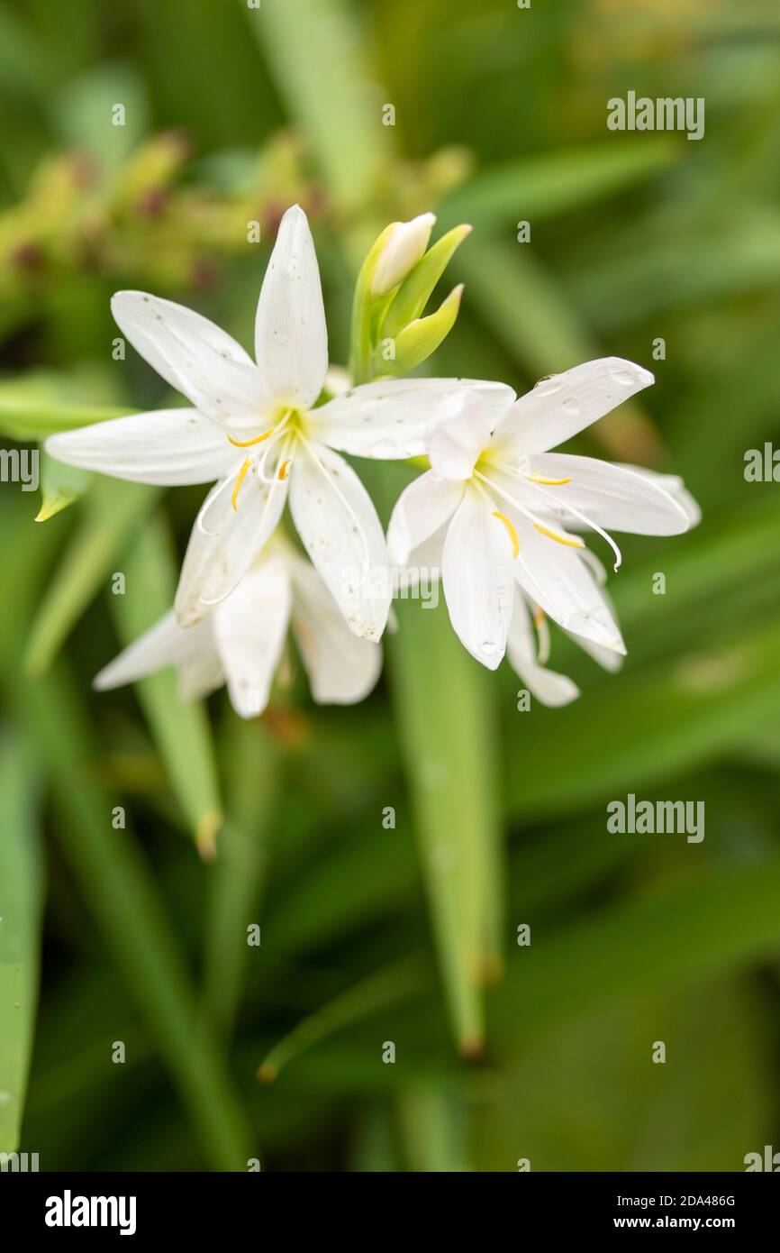 Hesperantha coccinea – buon bianco, primo piano ritratto di fiori naturali Foto Stock