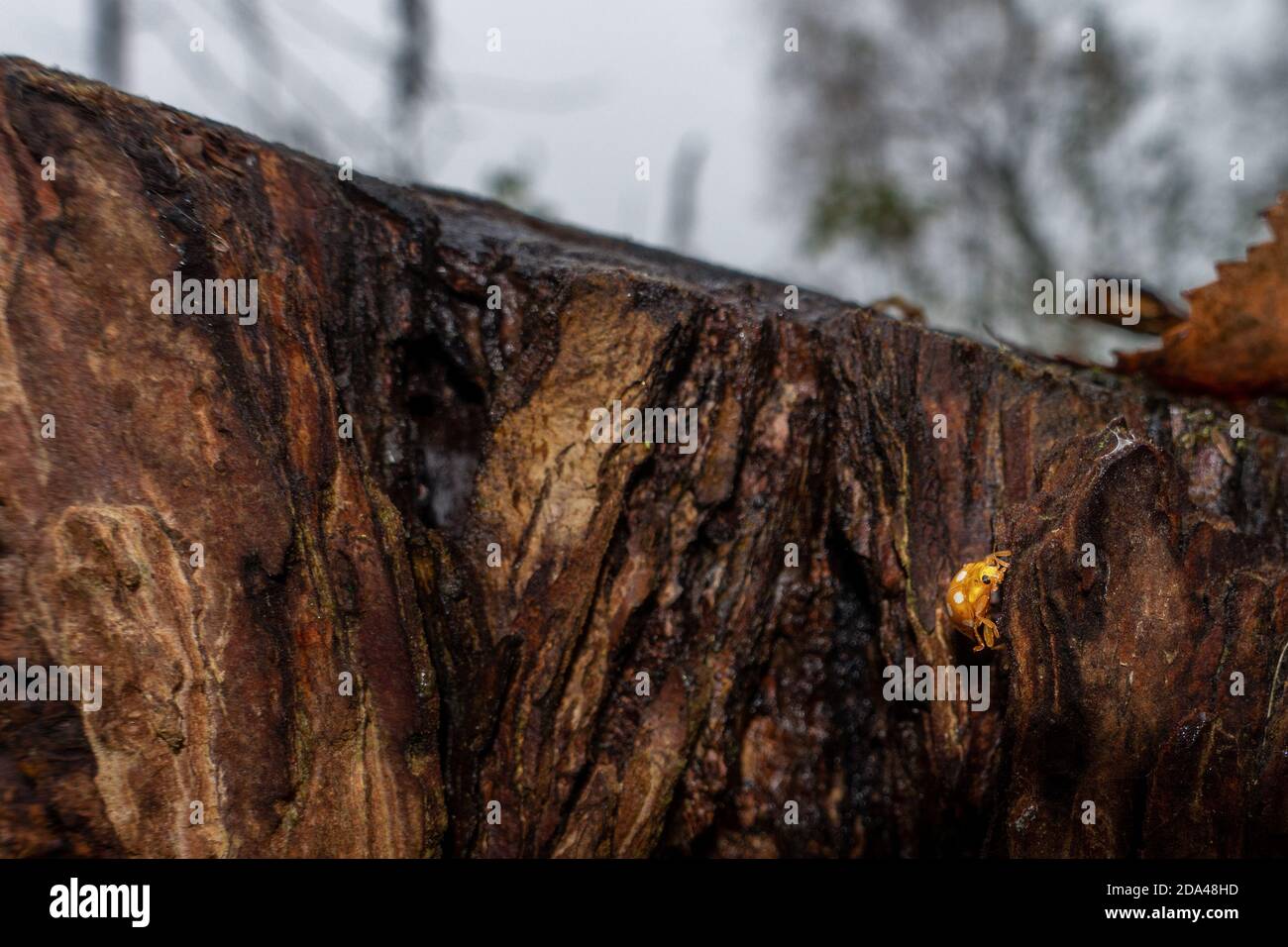 Fauna selvatica del Regno Unito: Habitat shot di un ladybird arancione (Halyzia sedecimguttata) esplorando un ceppo di alberi in declino - normalmente visto tra aprile e ottobre, ma Foto Stock