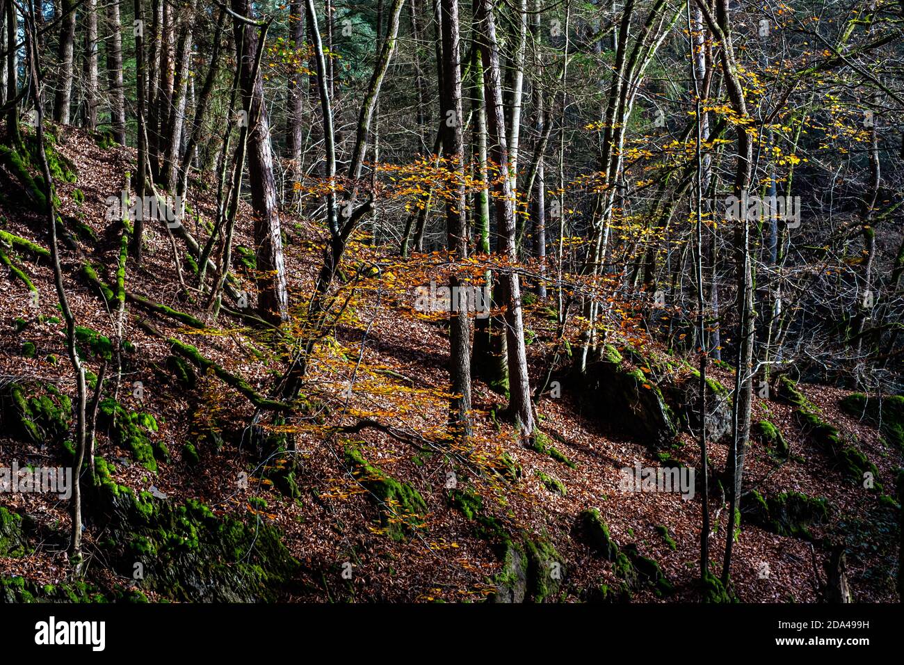 luci e ombre nei boschi di colore autunnale Foto Stock