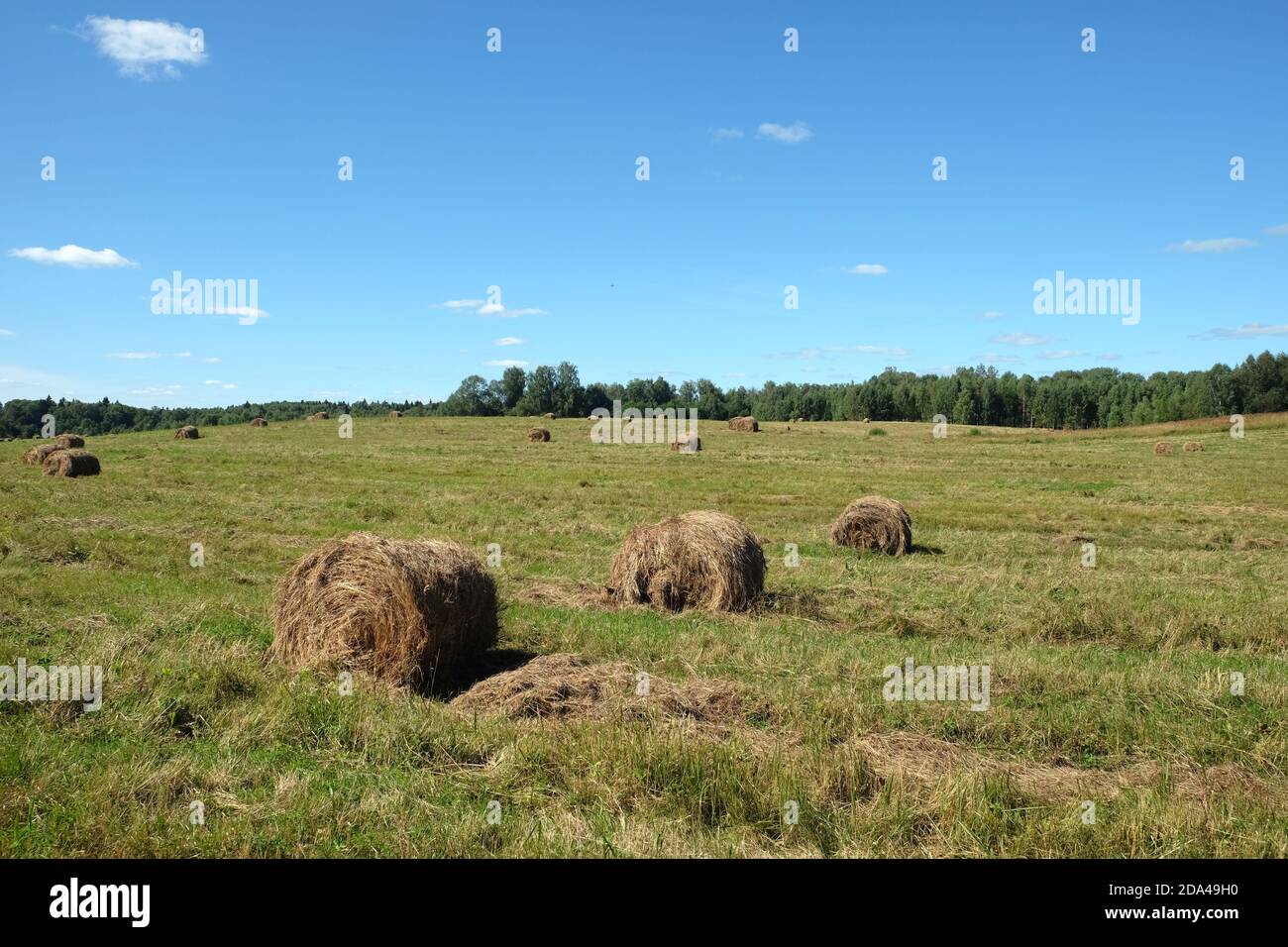 Paesaggio rurale con campo estivo lungo al bordo di la foresta con molti rotolati fieno secco su luminoso sole vista estiva Foto Stock