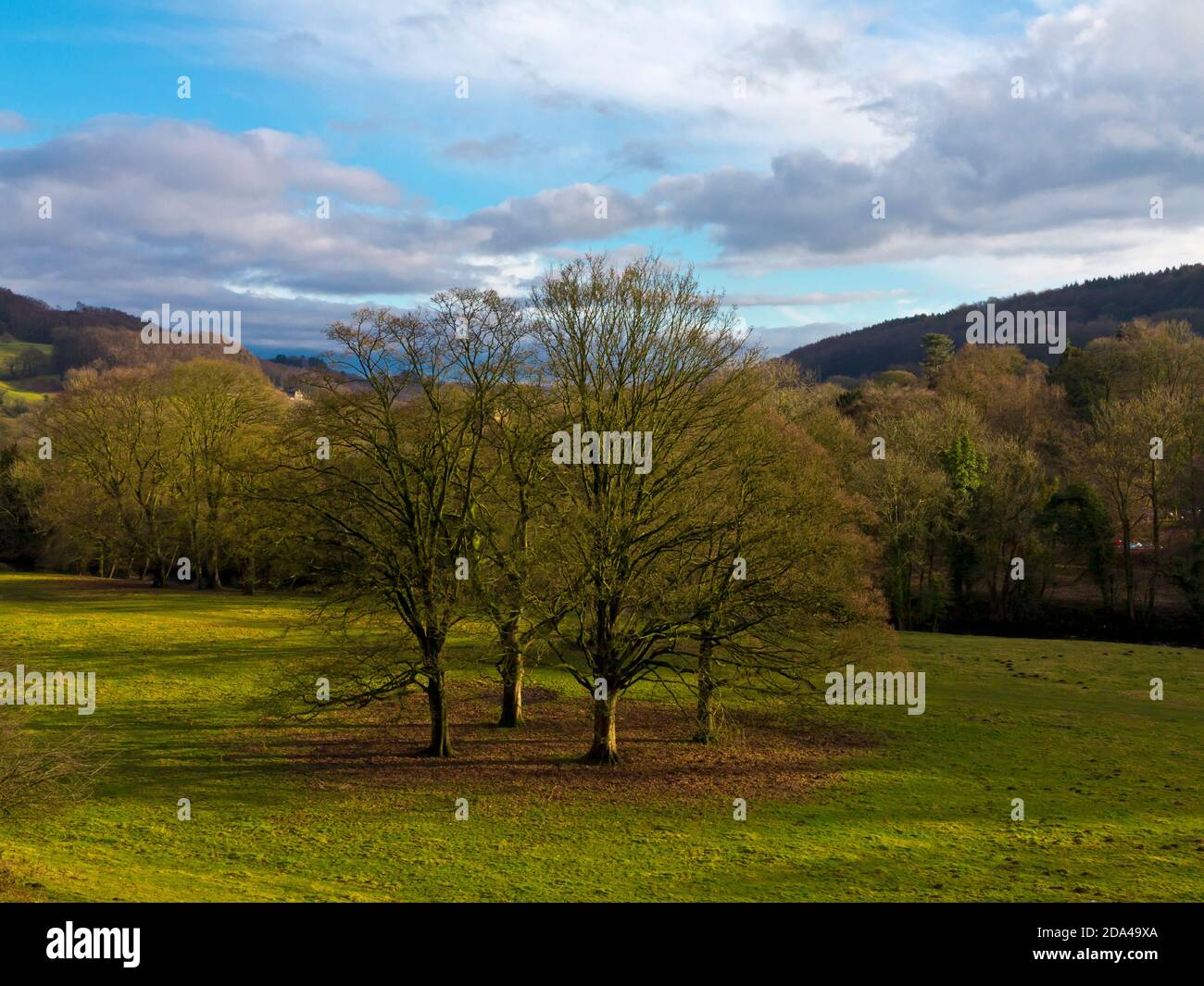 Gruppo di alberi in un campo vicino Cromford nel Derbyshire Peak District Inghilterra Regno Unito Foto Stock
