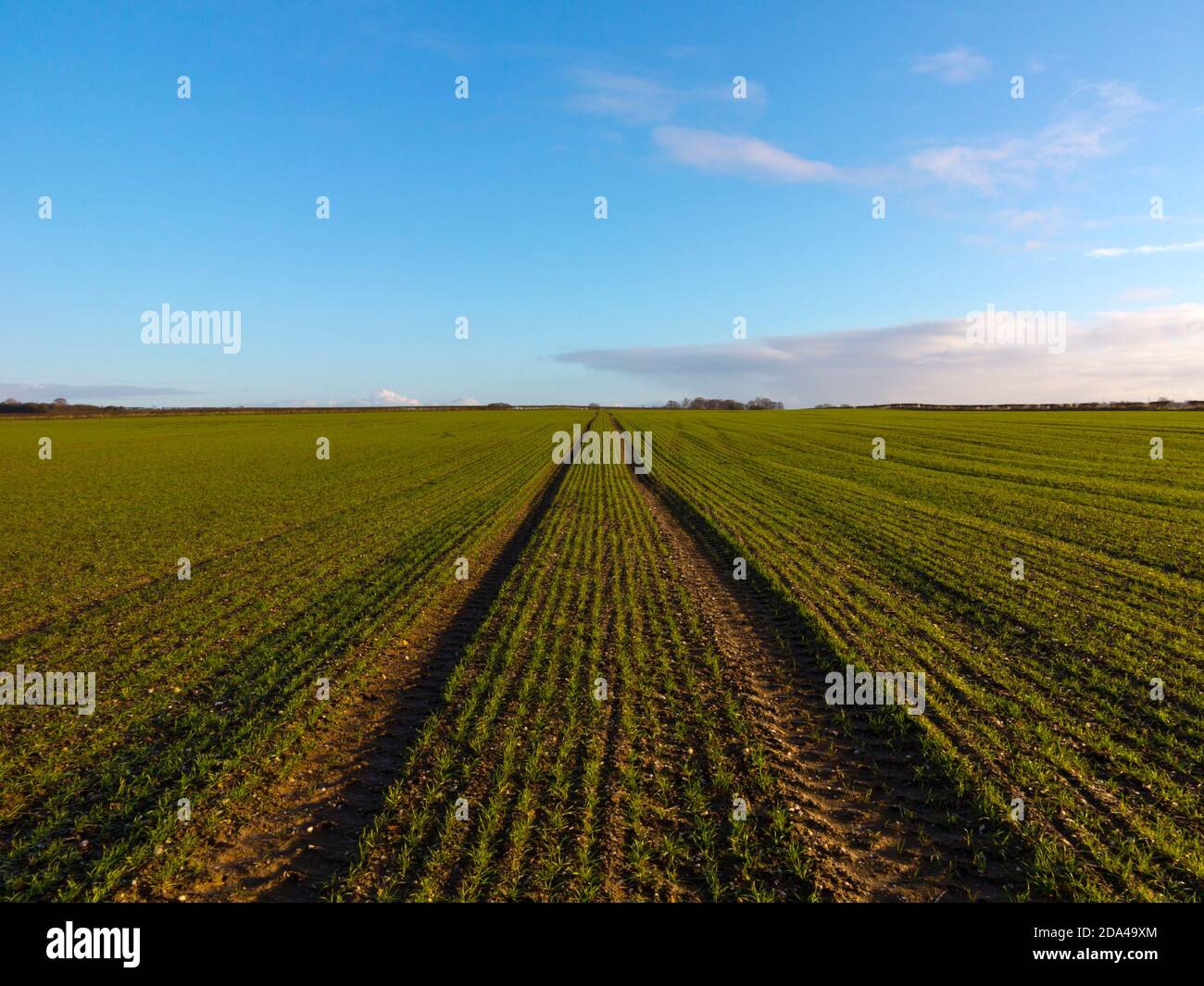 Paesaggio pianeggiante in una fattoria con campo di seminativi utilizzati per coltivare colture e giovani germogli che iniziano ad emergere dal suolo. Foto Stock