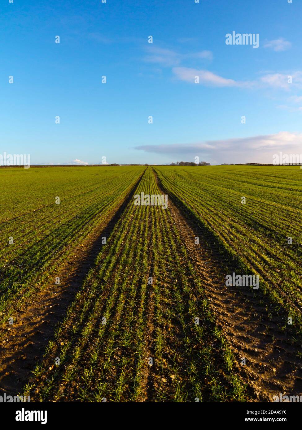 Paesaggio pianeggiante in una fattoria con campo di seminativi utilizzati per coltivare colture e giovani germogli che iniziano ad emergere dal suolo. Foto Stock