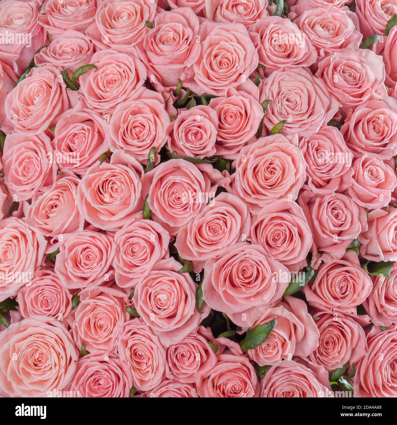 Astratto textured rosa pallido sfondo floreale. Un letto di rose rosa pallido per sfondo o confezione regalo. Matrimonio, anniversario decorazione festiva f Foto Stock