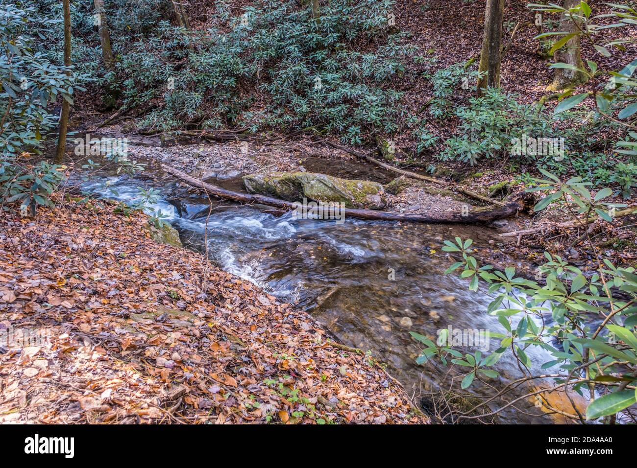 Un rapido ruscello che scorre attraverso i boschi intorno a massi e tronchi circondati da foglie cadute con rododendri nel sfondo su una caduta Foto Stock