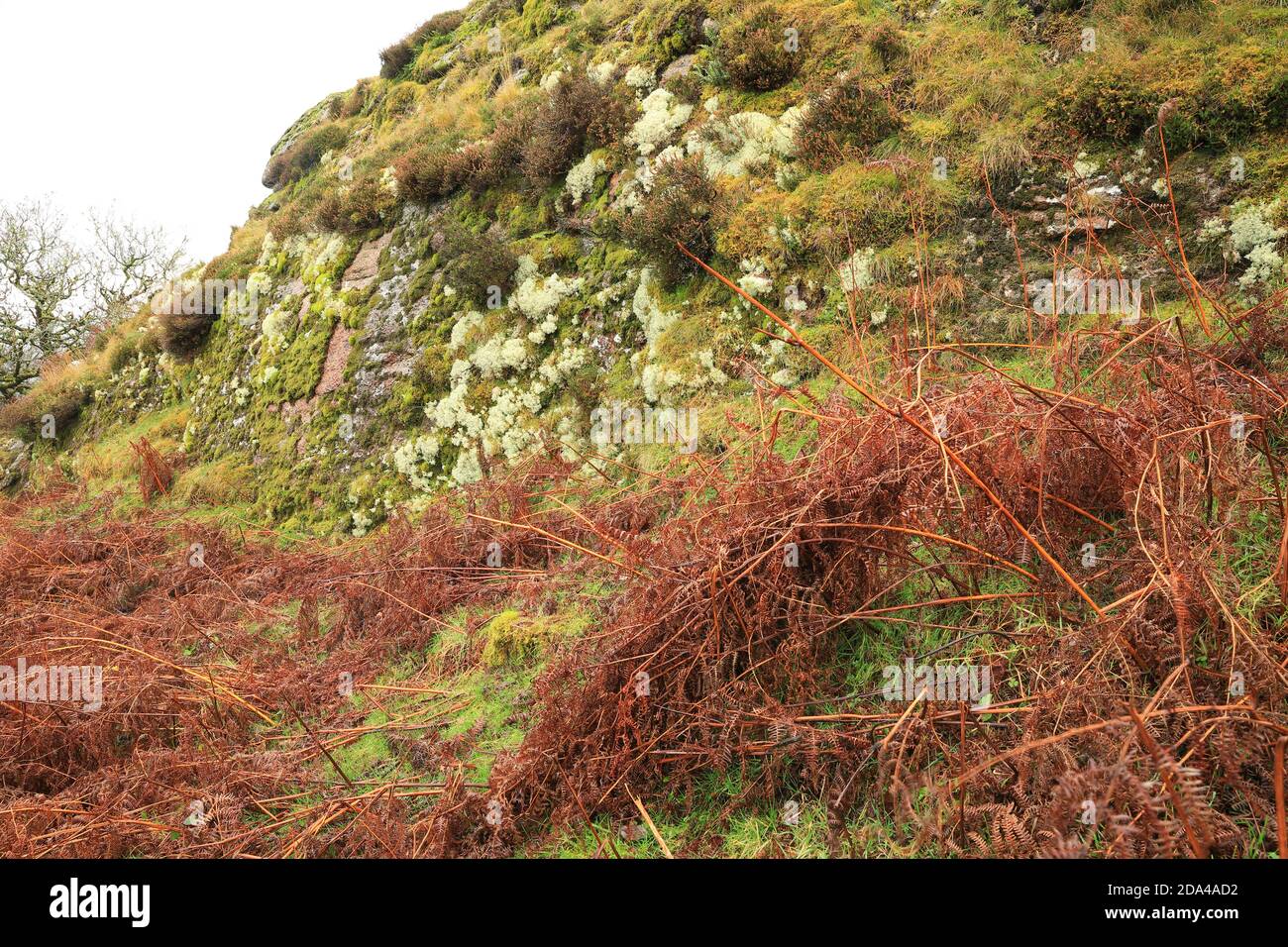 Lichen sul lato di Bench Tor, Dartmoor National Park, Devon, Inghilterra, Regno Unito Foto Stock