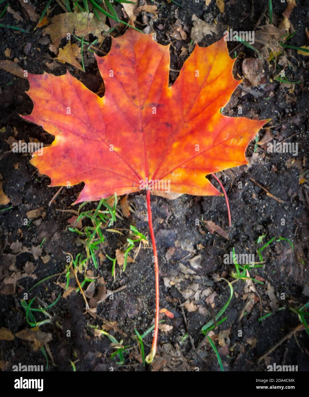 Foglia d'acero Vancouver BC Foto Stock