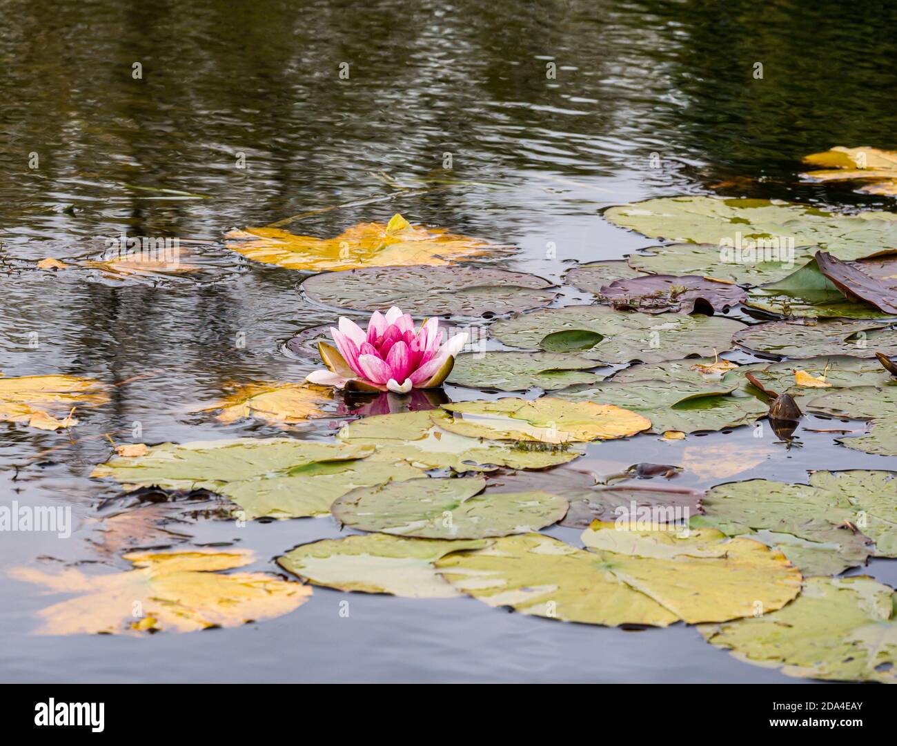 Giglio d'acqua rosa nello stagno, East Lothian, Scozia, Regno Unito Foto Stock