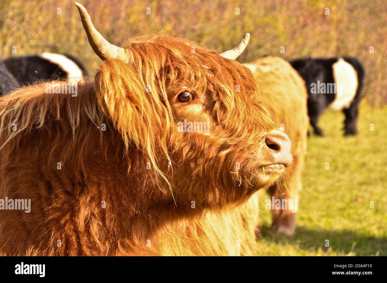 Ritratto di un bel toro di furry alla luce del giorno Foto Stock