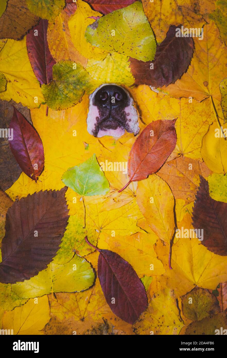 Il naso del cane sullo sfondo delle foglie autunnali, concetto di stagione autunnale Foto Stock