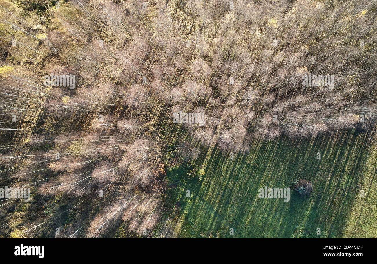 Foresta bianca con campo verde autunnale sopra la vista superiore del drone Foto Stock