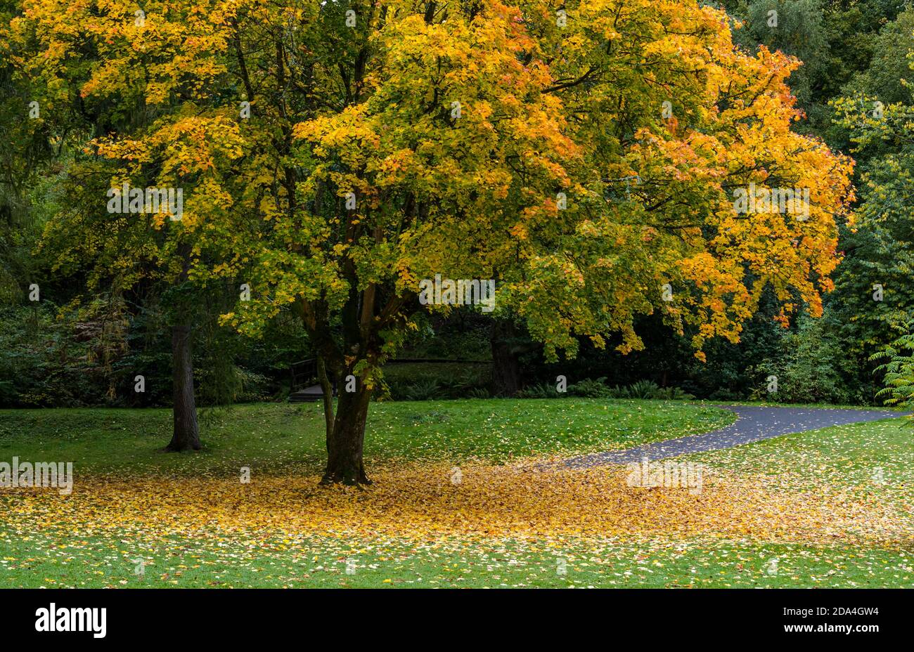 Albero d'acero autunnale con foglie che coprono il terreno, MacRosty Park, Crieff, Perthshire, Scozia, Regno Unito Foto Stock