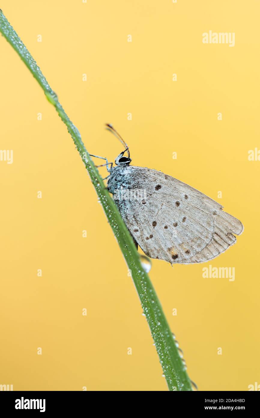 Scena naturalistica di natura con farfalla a coda corta Blu (Cupido Argiades) (famiglia Lycaenidae). Macro shot di farfalla sull'erba. Foto Stock