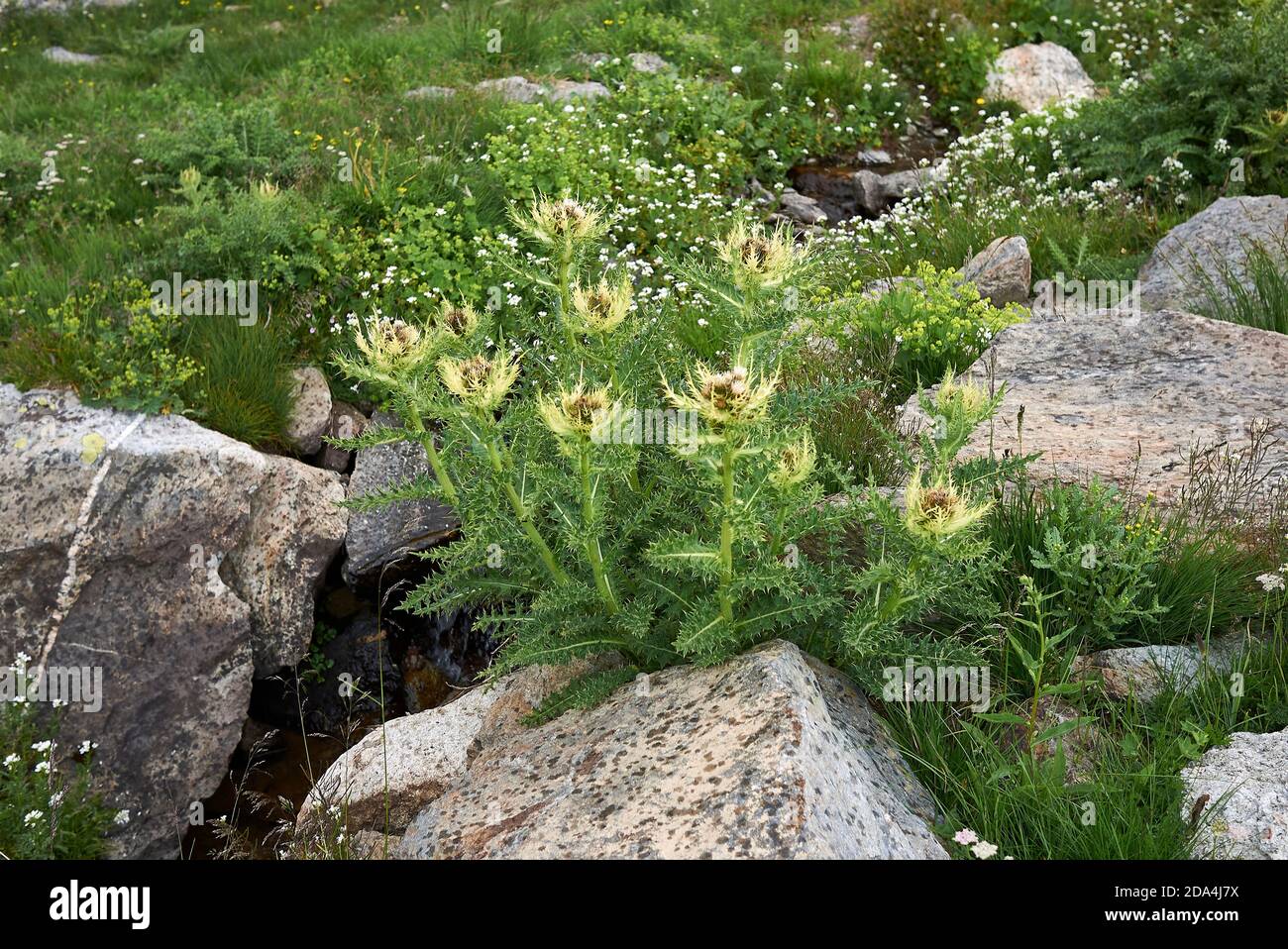 Cirsium spinosissimum piante in fiore Foto Stock