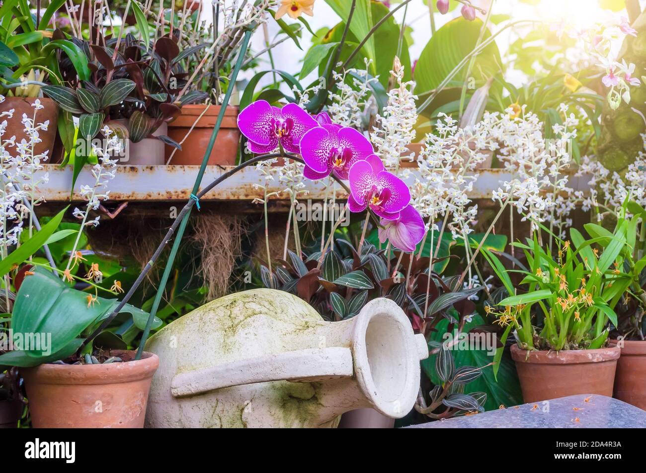 Orchidee fioriscono in vasi di argilla in una foresta tropicale umida Foto Stock