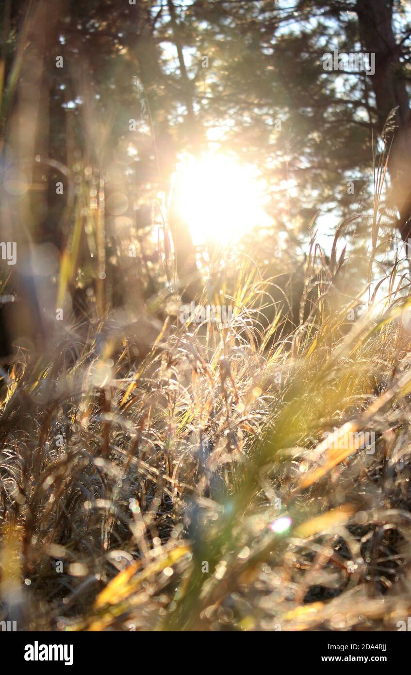 Luce del sole in foresta con piante ghiacciate Foto Stock