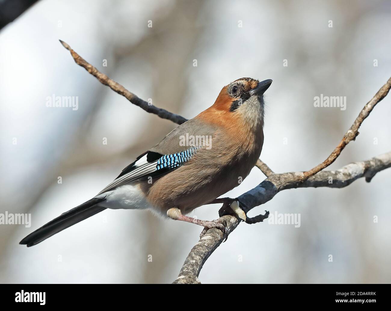 Eurasian Jay (Garrulus glandarius brandtii) adulto arroccato sulla filiale Hokkaido, Giappone Marzo Foto Stock