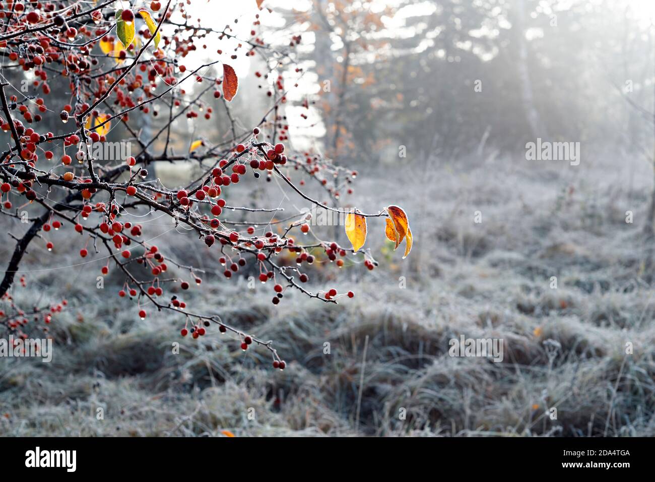 Il primo gelo. Fuoco selettivo su ramoscello di mele del paradiso rosso in prima erba frost offuscata e sullo sfondo degli alberi. Primo piano Foto Stock