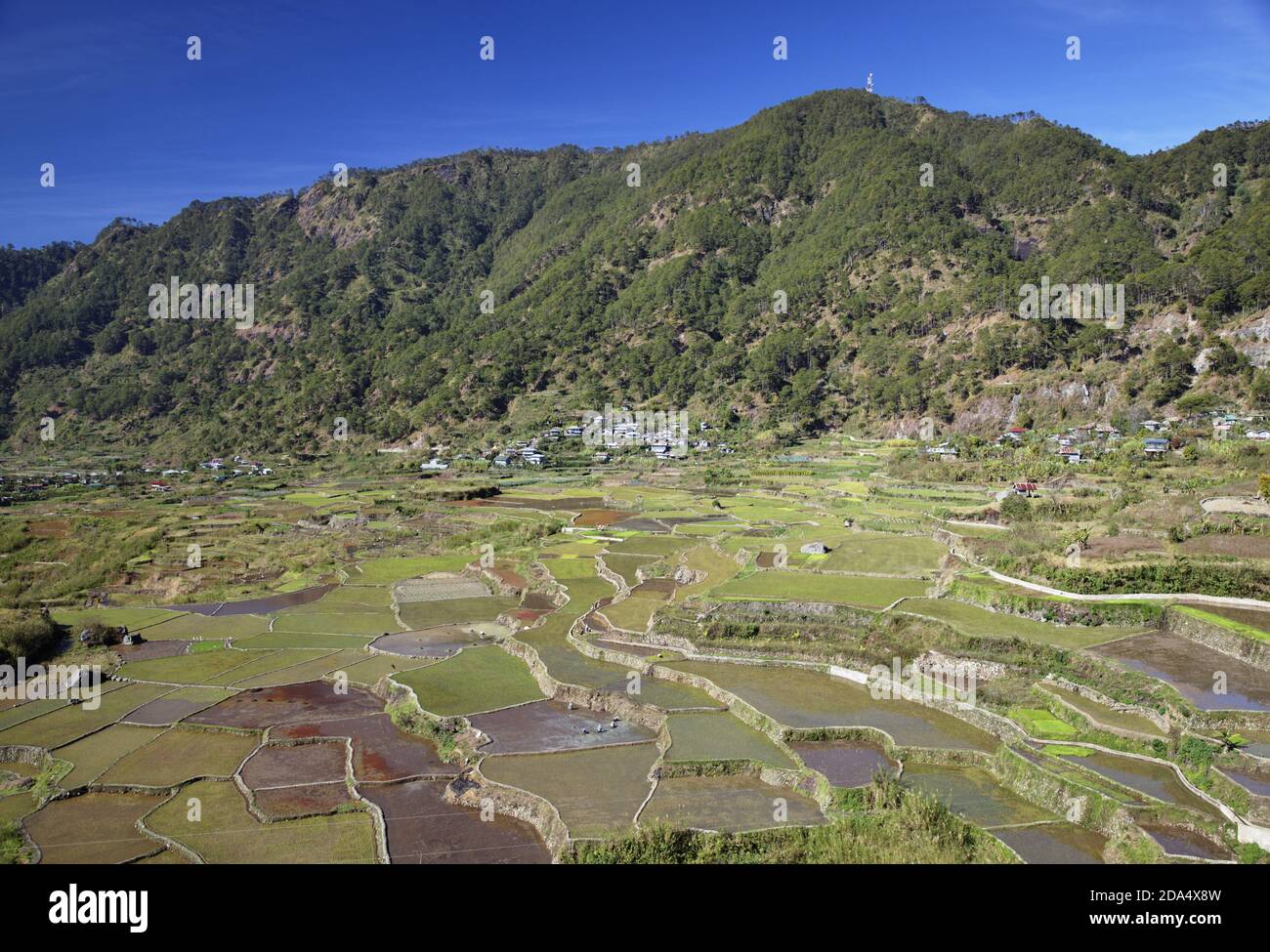 Terrazze di riso vicino a Sagada Foto Stock