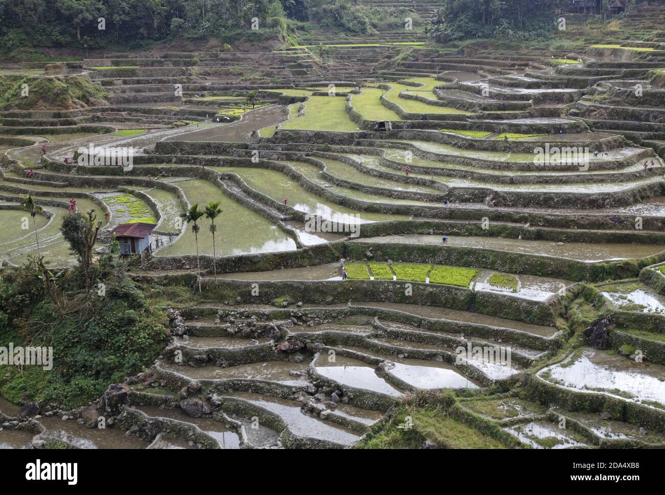 Terrazze di riso Hapao vicino Banaue Foto Stock