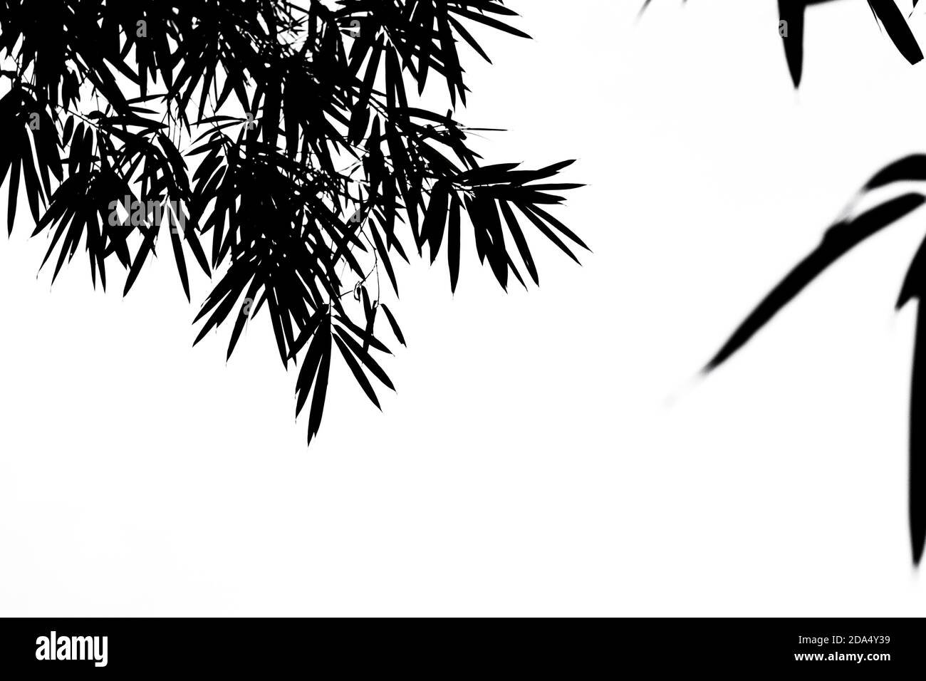 Silhouette di foglie di bambù su sfondo bianco, foglie di bambù sfondo. Foto Stock