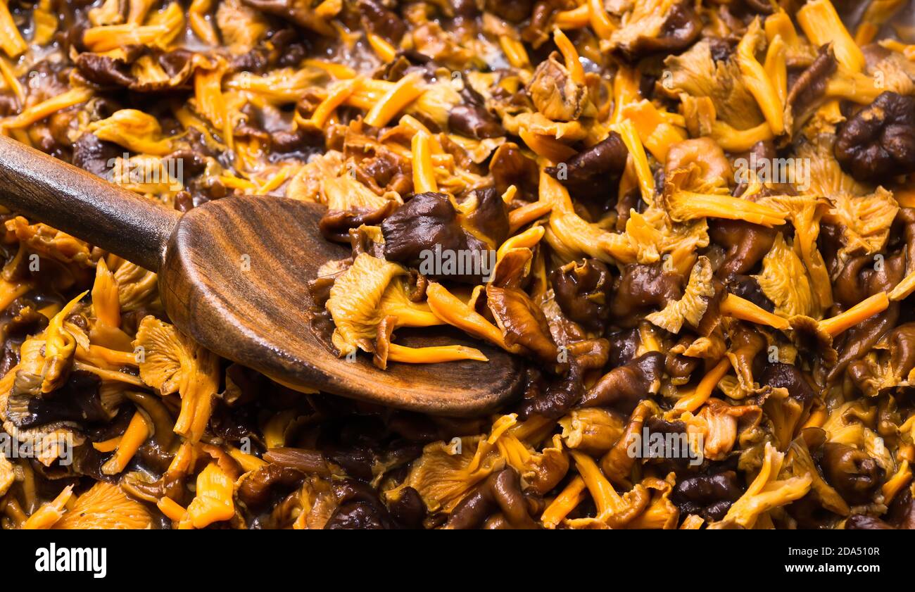 Funghi di foresta, chanterelle invernali (Craterellus tubaeformis) in una padella durante la caduta. Foto Stock