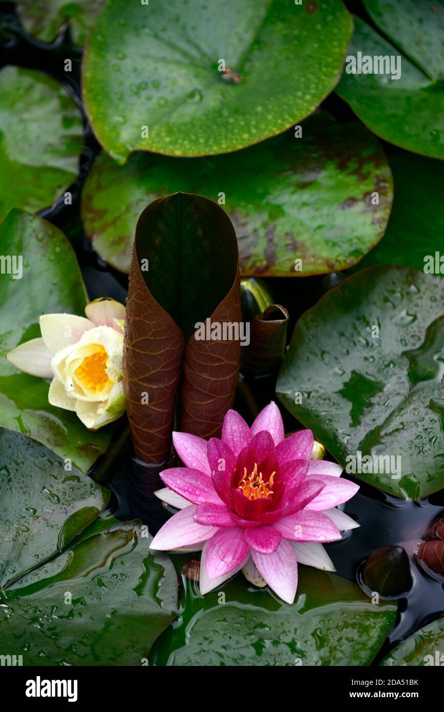 Nymphaea Escarboule,Escarboule di ninfee,gigli d'acqua rosa,fiori di giglio rosa,fioritura,laghetto di giardino,acquedotto,foglie,fogliame,RM Floral Foto Stock