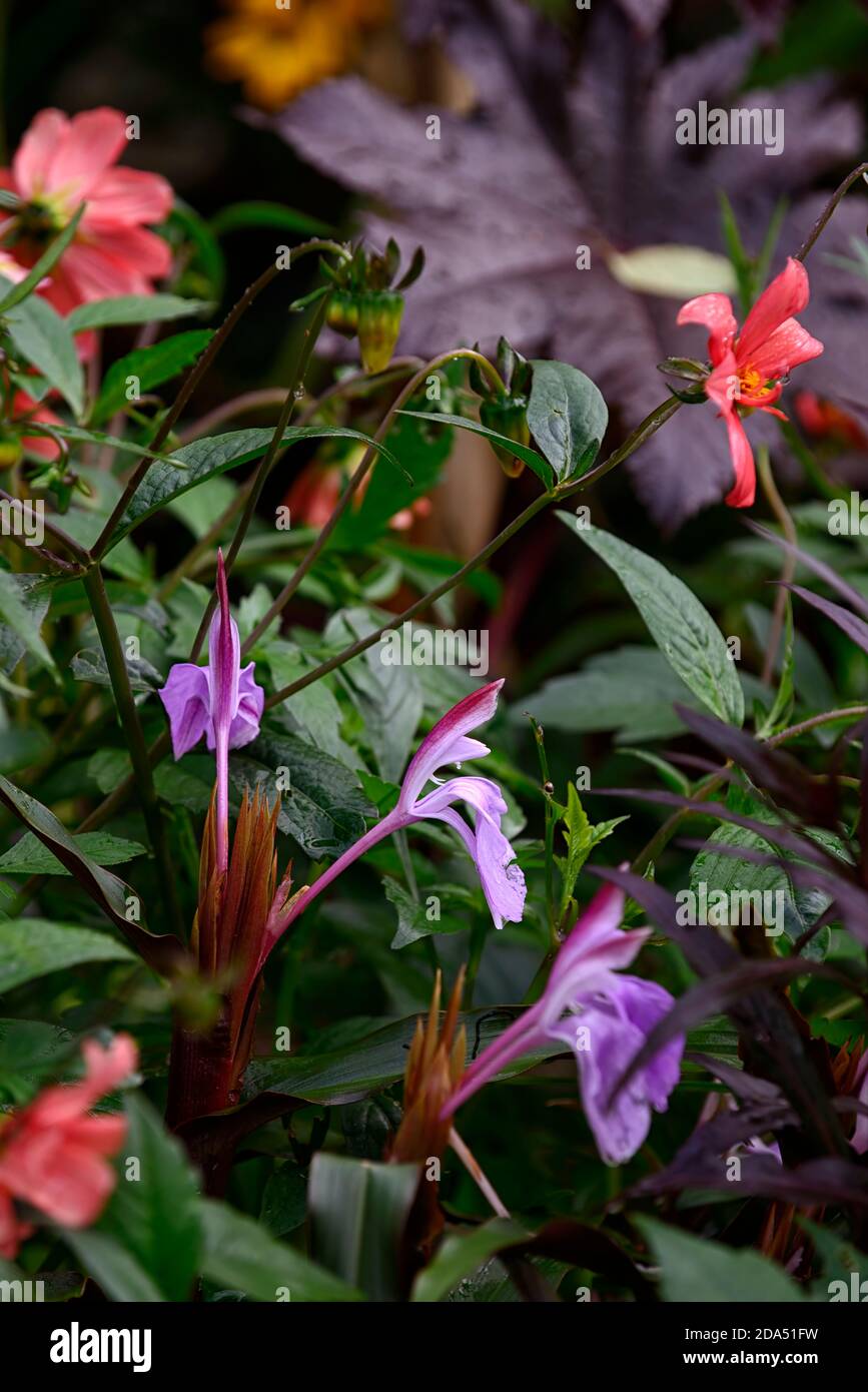 Roscoea purpurea spice island,fiori lilla,fiore viola,vistose orchidea-come fiori,fioritura,RM Floral Foto Stock