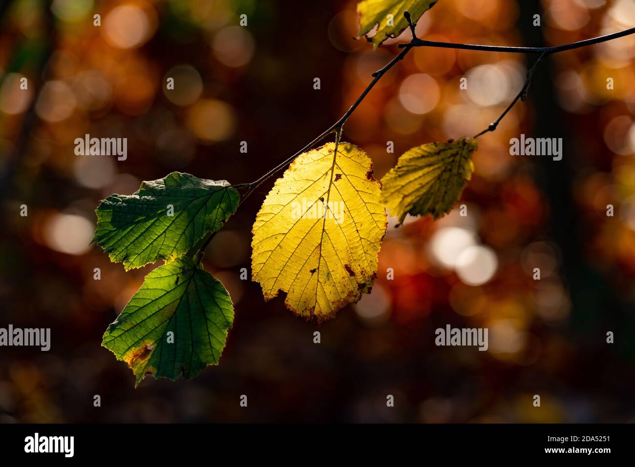 Una foglia di faggio di colore giallo illuminata dal sole e. due foglie ancora verdi su un ramo di fronte uno sfondo rosso-marrone sfocato Foto Stock