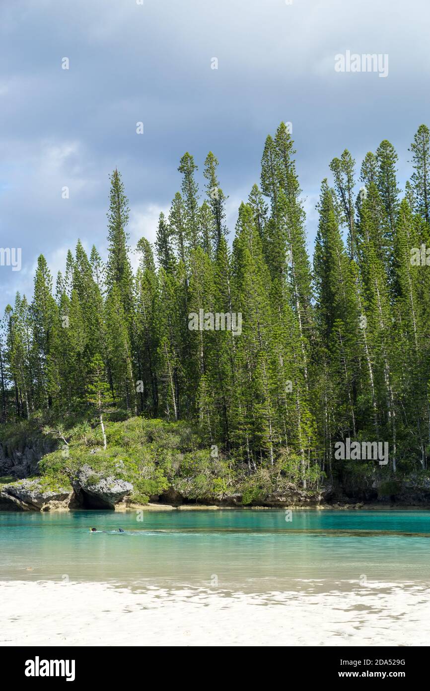 Foresta di araucaria pini alberi. Isola di pini in nuova caledonia. Acque turchesi e traslucide lungo la foresta Foto Stock