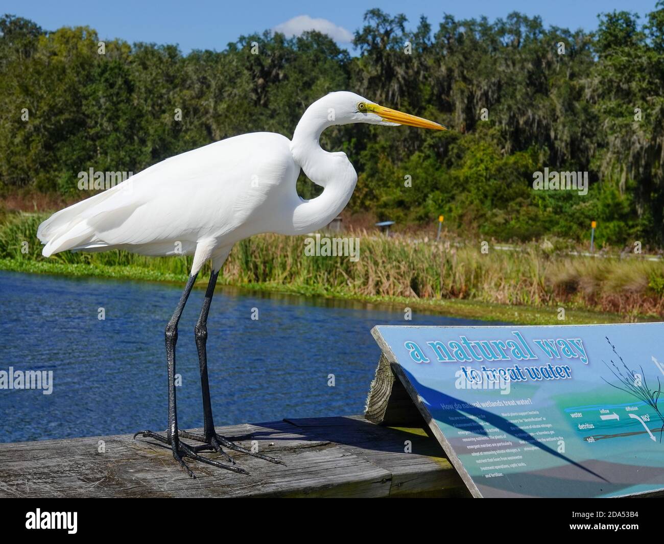 Great Egret, Ardea alba, grande uccello bianco che pervade appollaiato sulla zona del lungomare (con i segni) di Sweetwater Wetlands Park, Gainesville, Florida, USA. Foto Stock