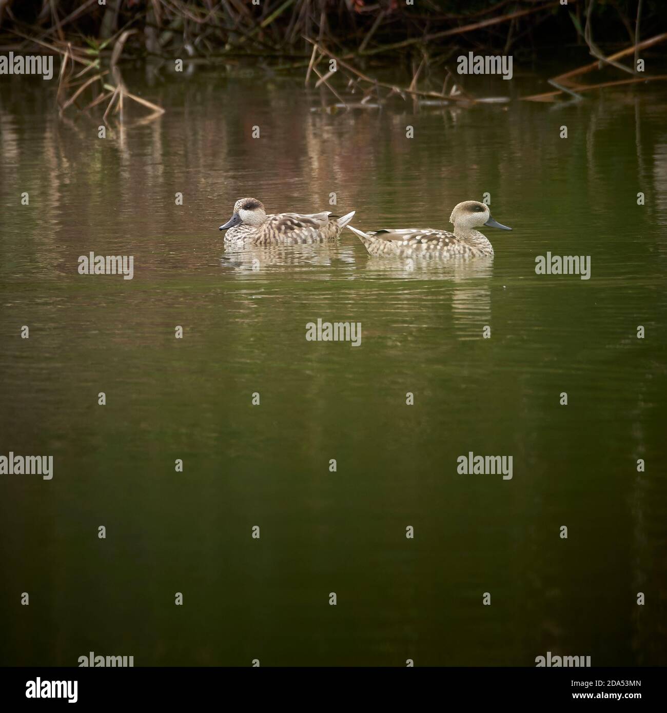 Teal marmorizzato, Marmaronetta angustirostris. Una specie di uccelli acquatici provenienti dai laghi europei e dalle acque dolci, Foto Stock