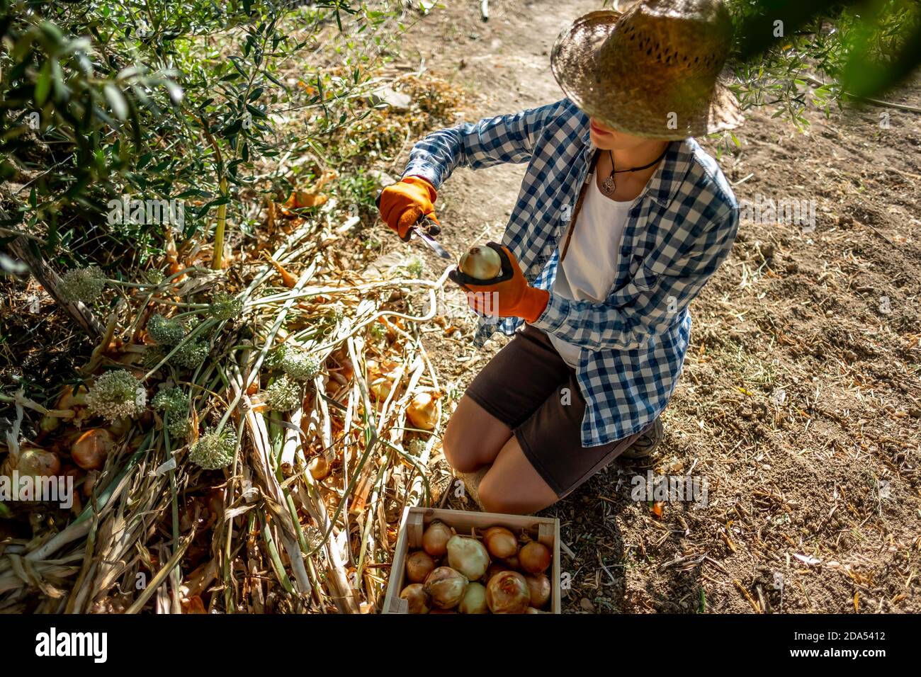 Giovane donna in cappello di paglia e camicia di plaid inginocchiata e.  guanti arancioni che raccolgono cipolle all'ombra di un albero e  depositarli in una scatola di legno Foto stock - Alamy