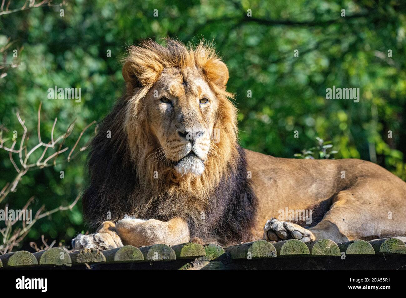 Leone leader del pack Foto Stock