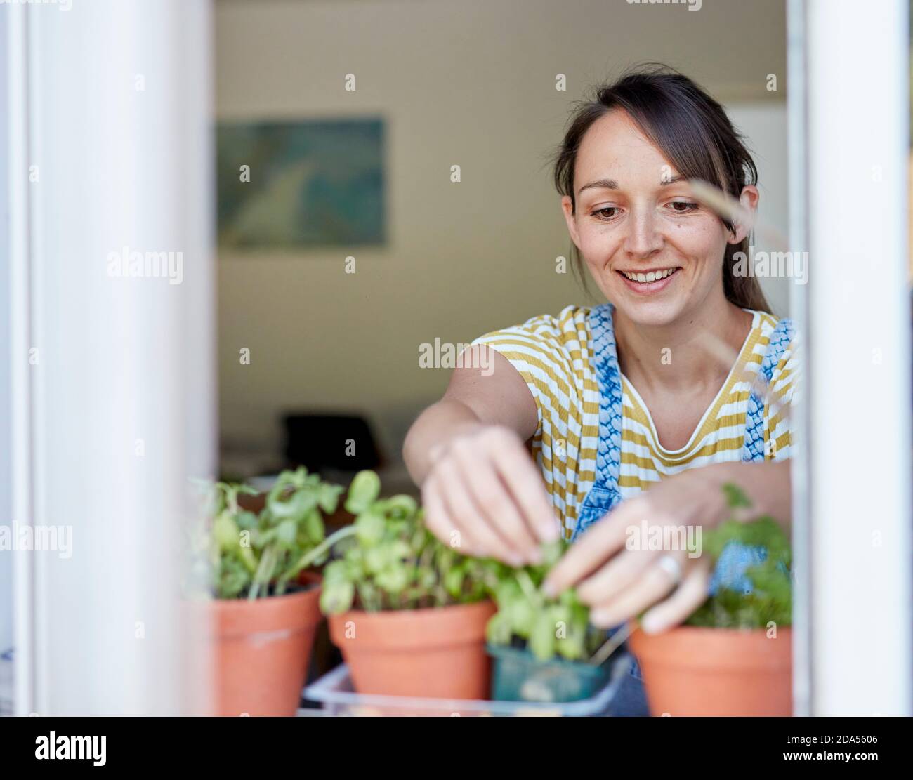 Donna che raccoglie erbe coltivate in casa sul davanzale Foto Stock