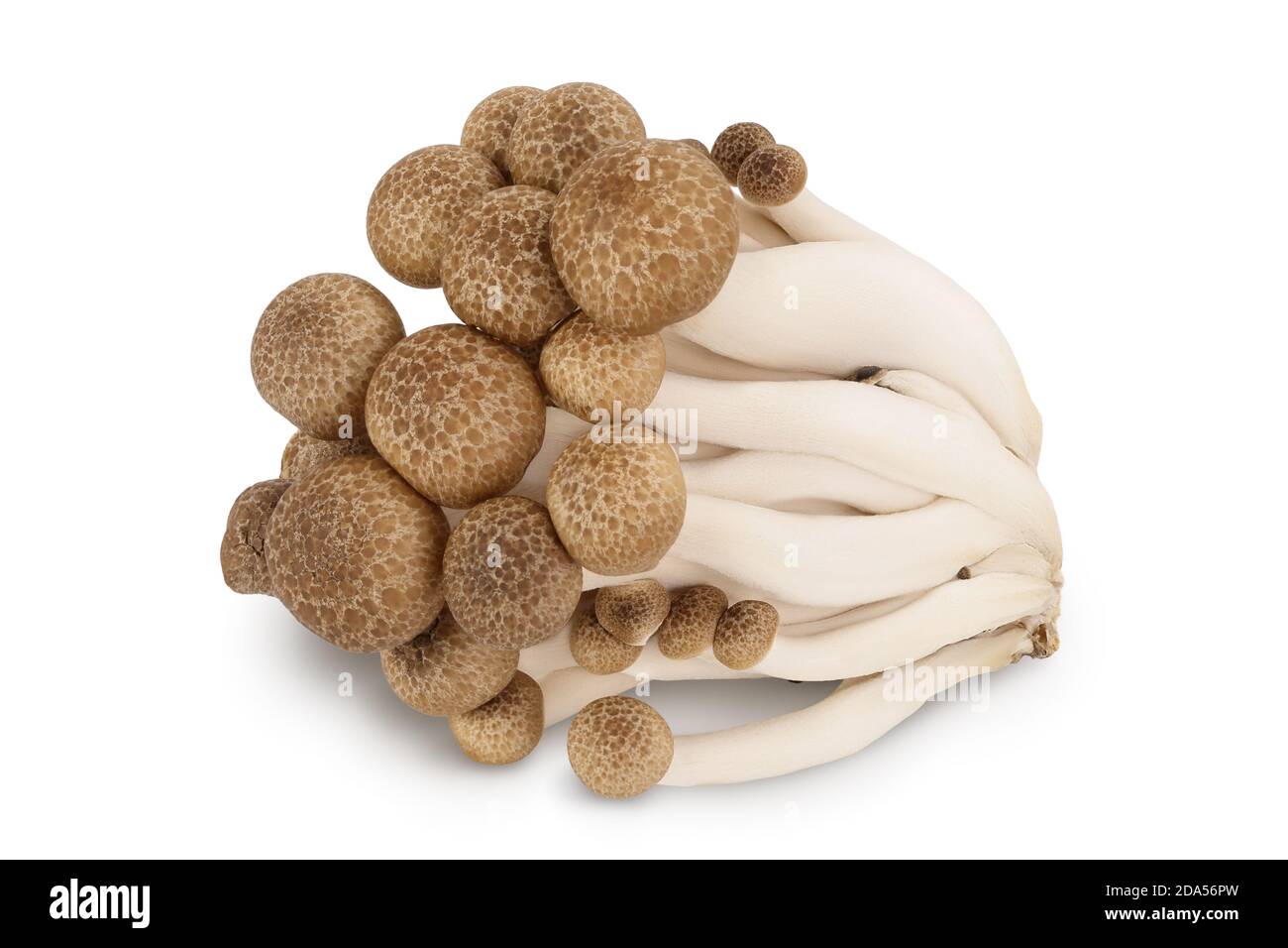 Funghi di faggio marroni o funghi Shimeji isolati su sfondo bianco con percorso di ritaglio e profondità di campo completa. Foto Stock