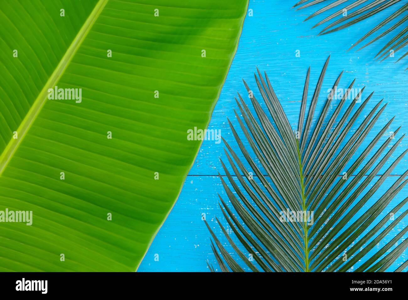 Verde cicad palma e banana plantain foglie piatte adagiato su sfondo di legno blu per un estate sfondo tropicale. Composizione del progetto vista dall'alto. Foto Stock