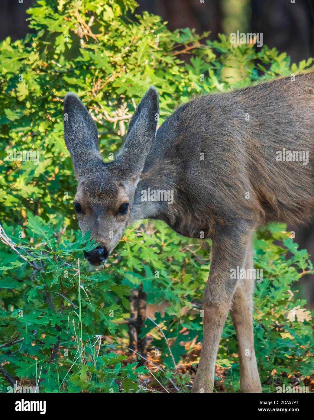 Mule cervi fawn nel campeggio, Mancos state Park, Mancos, Colorado. Foto Stock