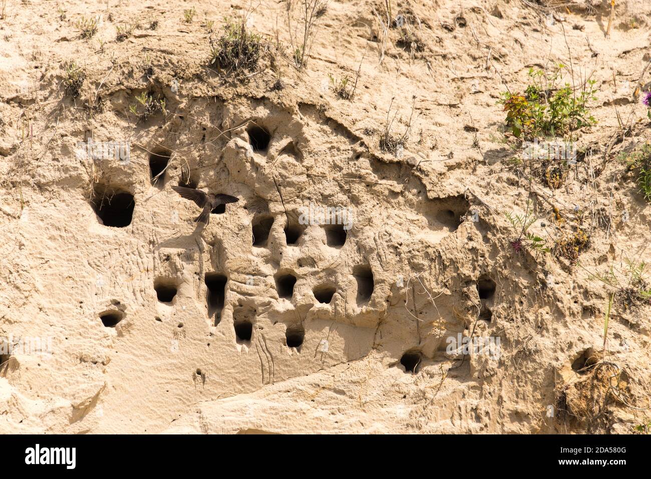 Uferschwalben haben ihre Bruthöhlen in den Kreidefels am Ufer gegraben - i martini di sabbia hanno costruito i loro burrows di allevamento in un scogliera di gesso sulla riva Foto Stock