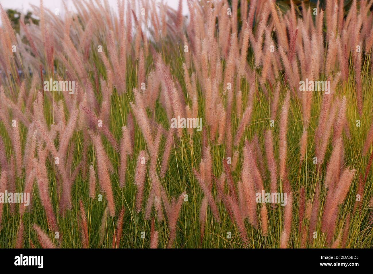 Pennisetum setaceum l'erba della fontana combinata con fiori bianchi morbidi e soffici che si rompono in un bel cespuglio Foto Stock